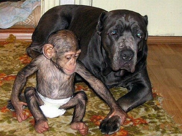 Un chien adopte un singe orphelin et c'est la chose la plus adorable qui soit