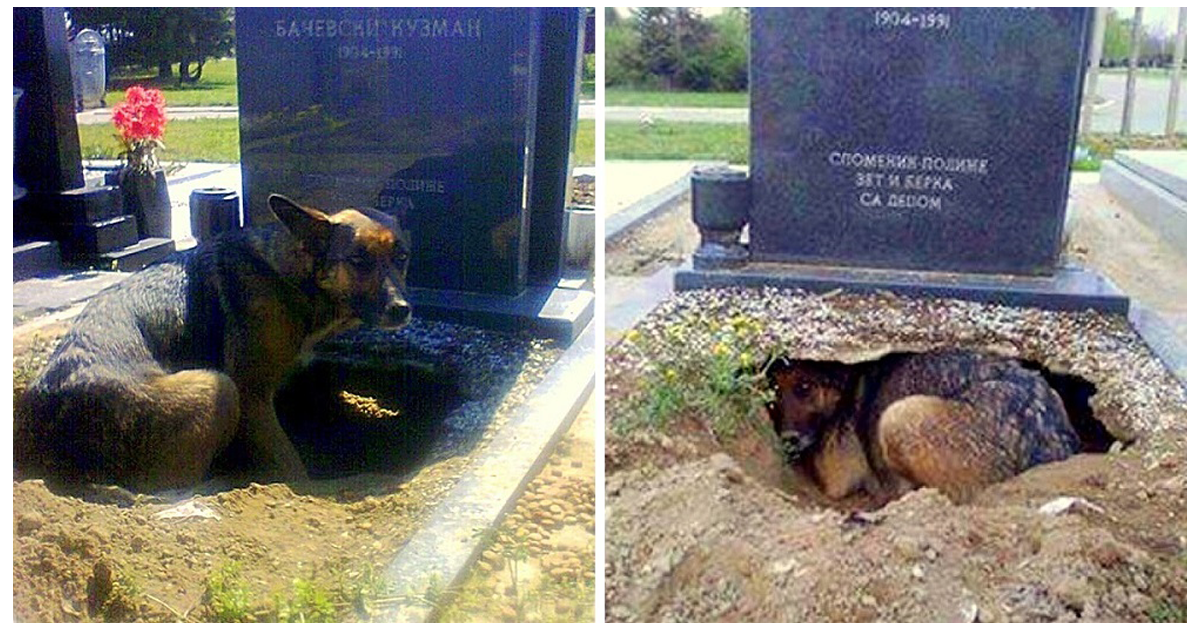 Un chien crée un énorme trou sous une tombe, mais ce n’est pas pour un propriétaire décédé