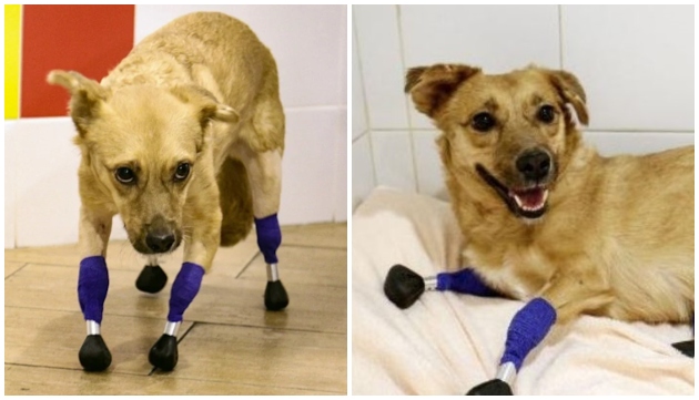 Un chien errant retrouvé avec les 4 pattes coupées reçoit des pattes prothétiques en titane