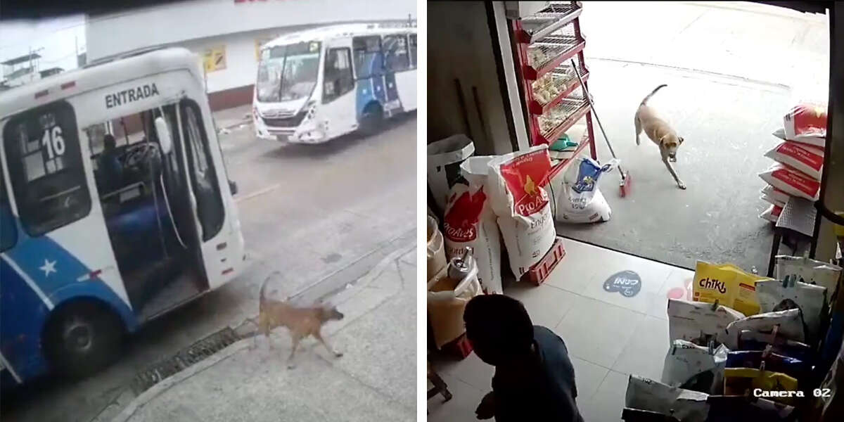 Un chien malin prend le bus seul pour surprendre sa mère au travail