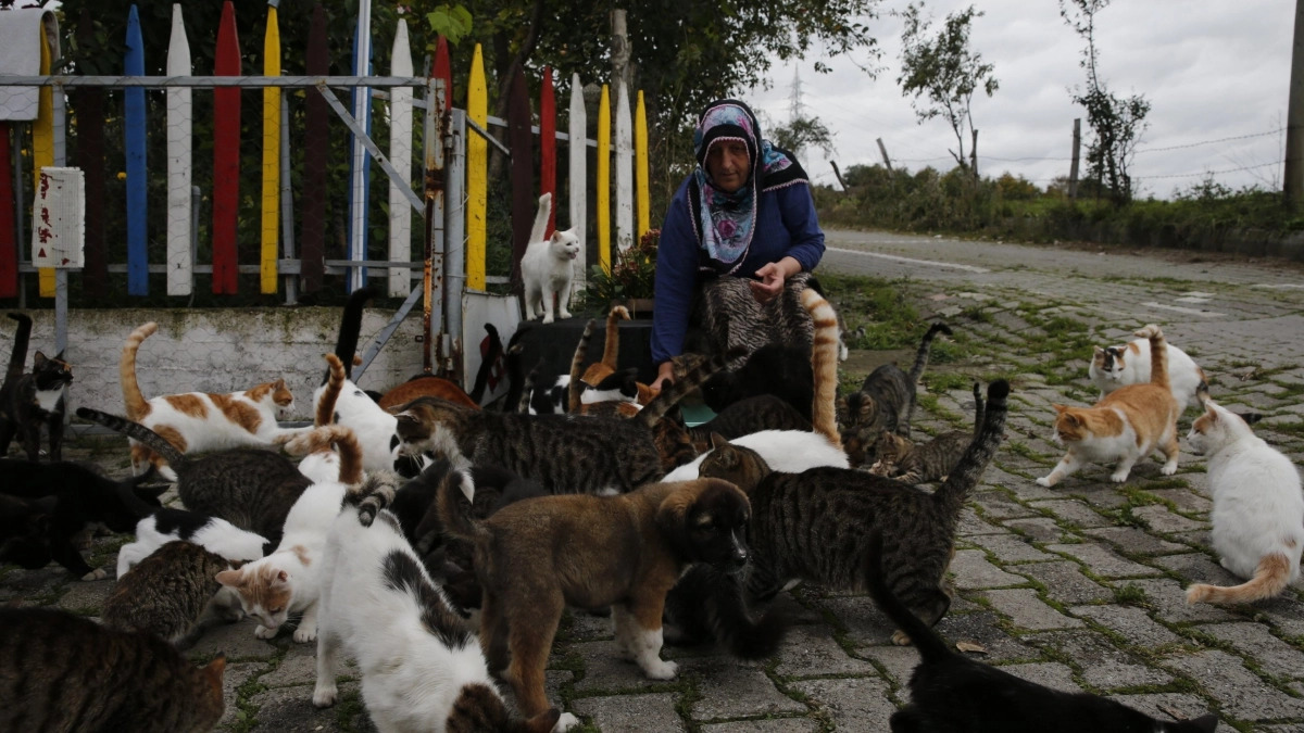 Chaque jour, cette femme au grand cœur accueille plus de 100 chats errants dans son jardin