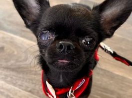 Un refuge lance un appel aux dons pour permettre à un Chihuahua handicapé de marcher à nouveau