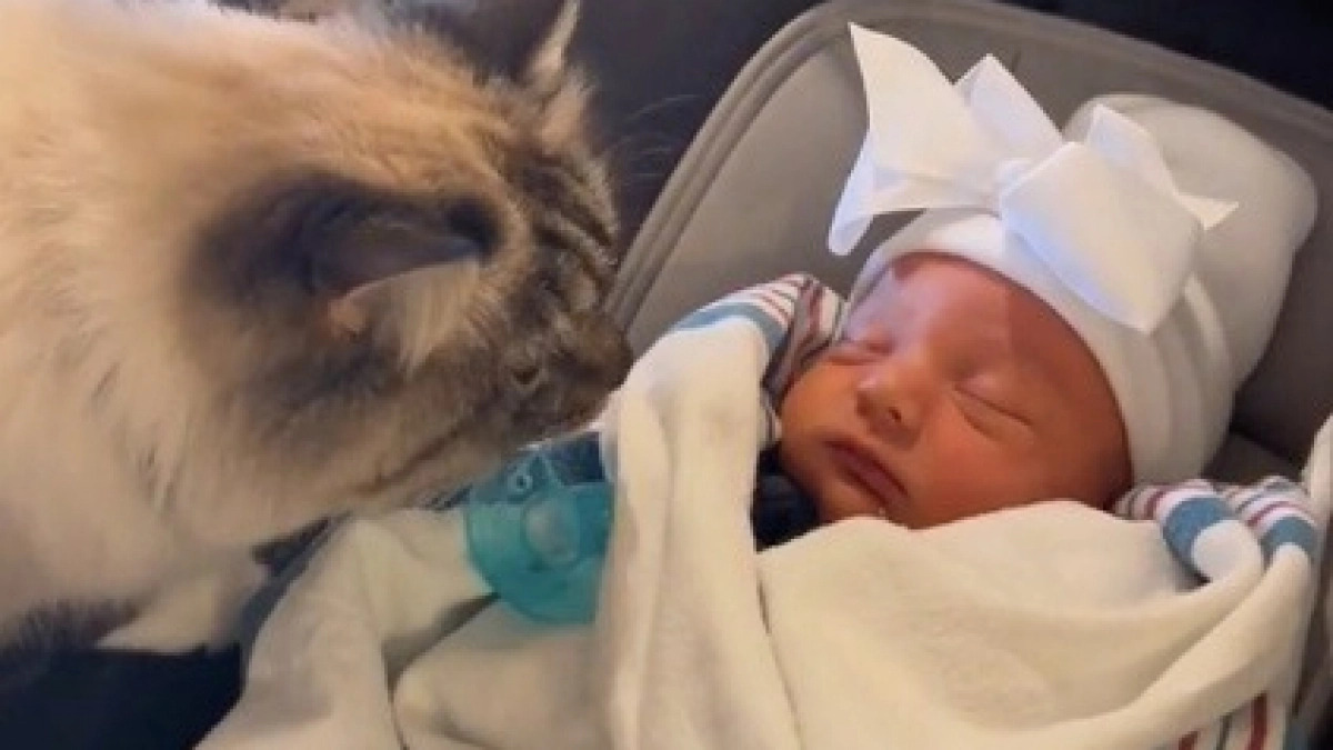 Une chatte réagit de manière surprenante lorsqu’elle rencontre le nouveau-né de la famille