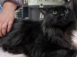 Une chatte victime d'un accident grave fait un voyage de 11 000 kilomètres pour être soignée