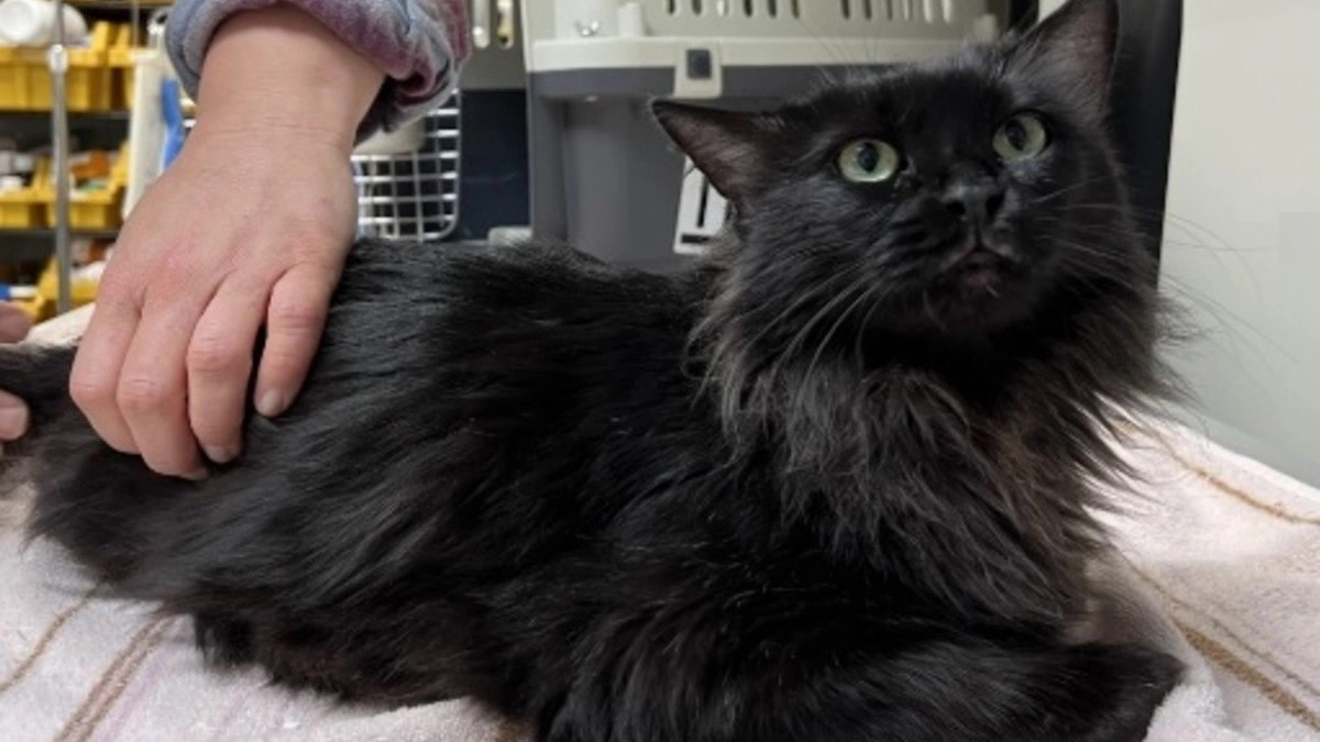 Une chatte victime d'un accident grave fait un voyage de 11 000 kilomètres pour être soignée
